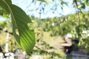 2025-10-00 Osaka, Japan - Osaka (86).webp